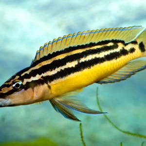 Julidochromis-ornatus-Yellow