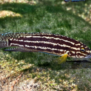 Julidochromis regani Burundi