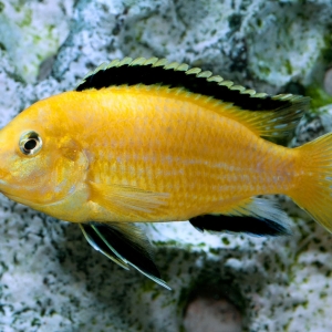 Labidochromis caruleus yellow
